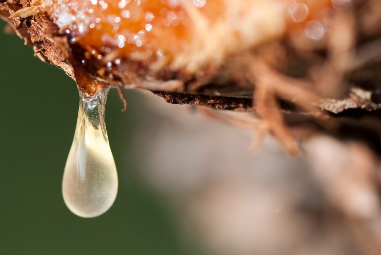 Is There a Difference Between Tree Sap and Tree Resin?